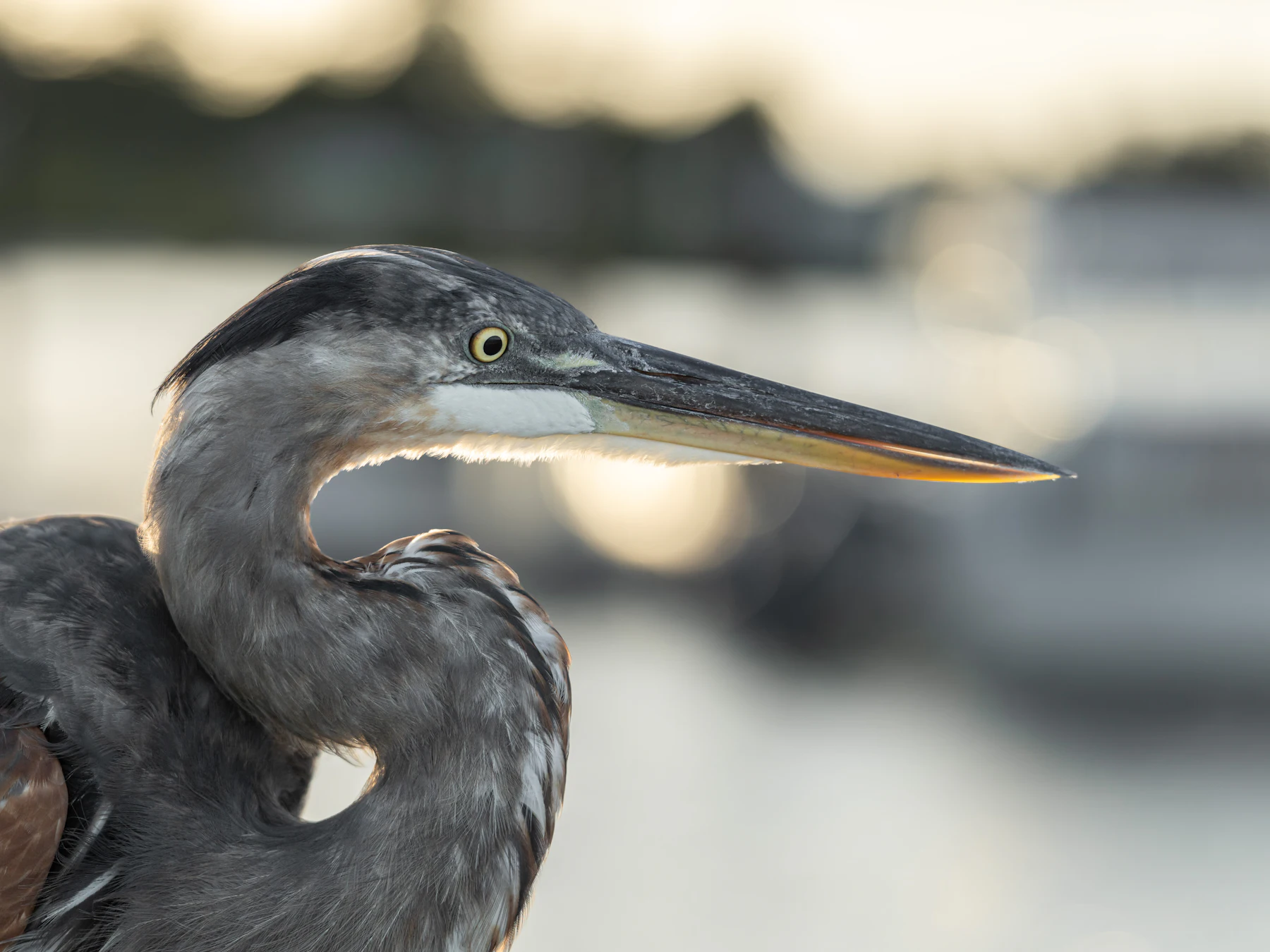 A great blue heron in golden backlight